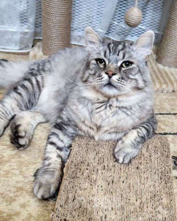Кошки в Москве: Корсик ищет дом Мальчик, Бесплатно - фото 1