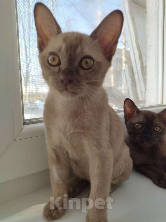 Кошки в Ковровом: Бурма девочка Девочка, 50 000 руб. - фото 2