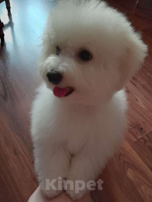 Собаки в Твери: Маленькое облачко счастья ждет тебя! ☁️ Доставка Девочка, Бесплатно - фото 3