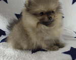 Собаки в Москве: Померанский шпиц (Той) Мальчик, Бесплатно - фото 1