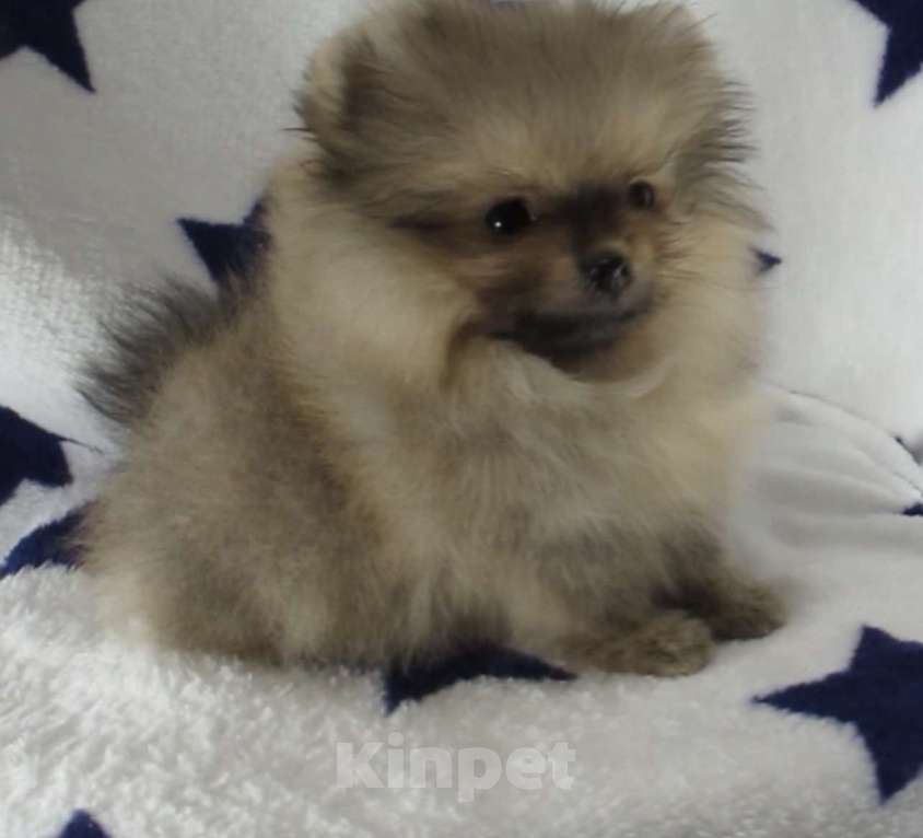 Собаки в Москве: Померанский шпиц (Той) Мальчик, Бесплатно - фото 1