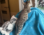 Кошки в Санкт-Петербурге: Крошка-котенок ищет дом Девочка, Бесплатно - фото 6