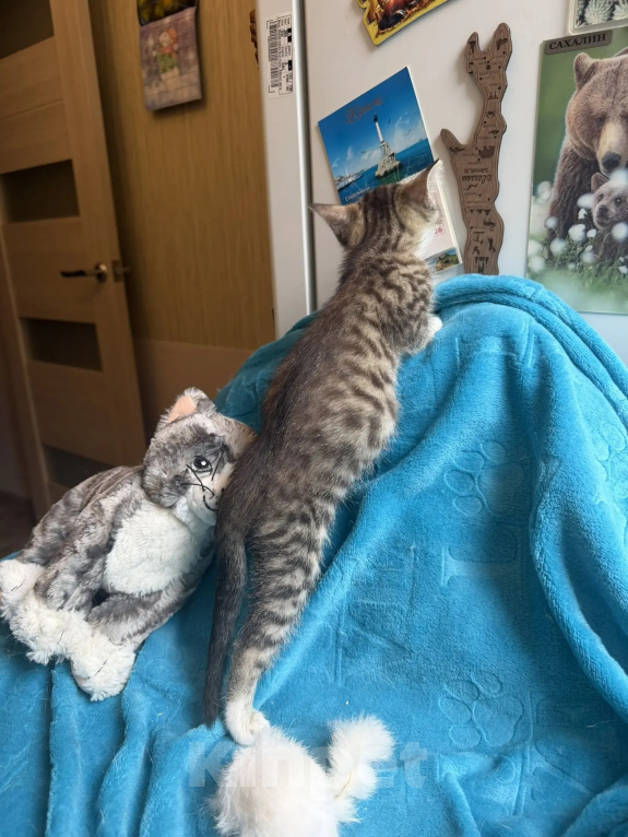 Кошки в Санкт-Петербурге: Крошка-котенок ищет дом Девочка, Бесплатно - фото 6