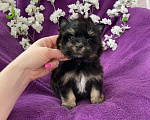 Собаки в Москве: Чёрный йорк мальчик стандарт Мальчик, 50 000 руб. - фото 9