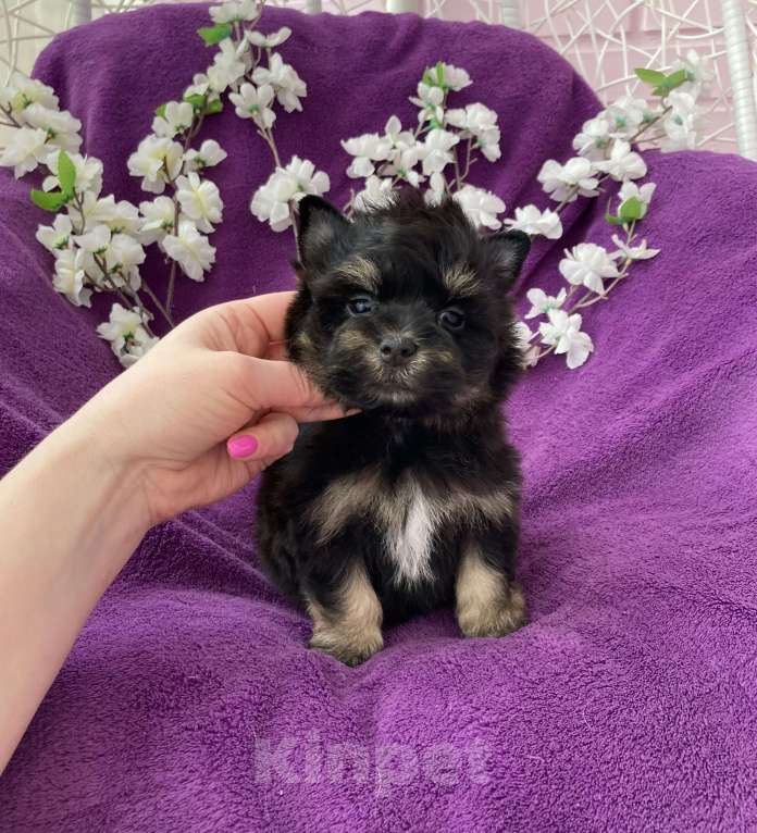 Собаки в Москве: Чёрный йорк мальчик стандарт Мальчик, 50 000 руб. - фото 9