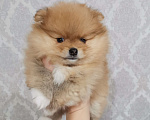 Собаки в Воткинске: Продам щенков померанского шпица  Мальчик, 45 руб. - фото 2