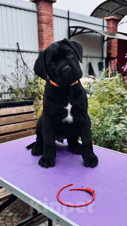 Собаки в Москве: Щенки Кане Корсо Мальчик, 100 000 руб. - фото 3