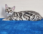 Кошки в Москве: Бенгальский серебряный мальчик Мальчик, 35 000 руб. - фото 3