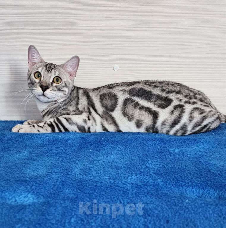 Кошки в Москве: Бенгальский серебряный мальчик Мальчик, 35 000 руб. - фото 3