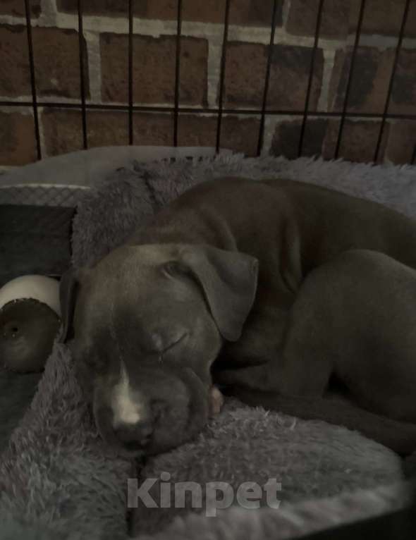 Собаки в Москве: Американский стаффодширский терьер Мальчик, 70 000 руб. - фото 1