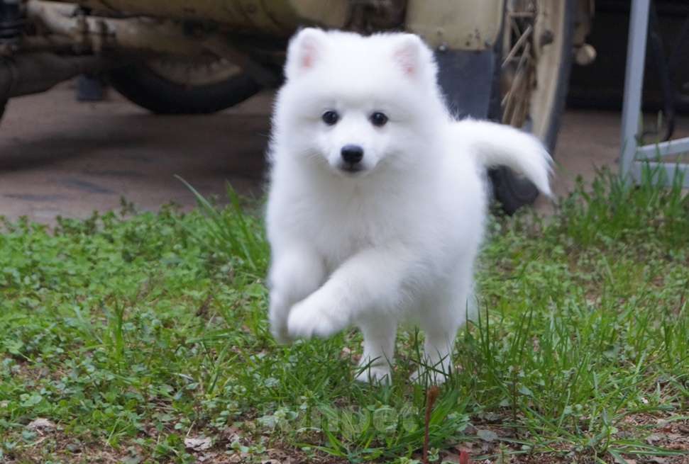 Собаки в Волгограде: Щенки японского шпица Мальчик, Бесплатно - фото 6