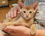 Кошки в Москве: Абиссинские котята  Девочка, 45 000 руб. - фото 5