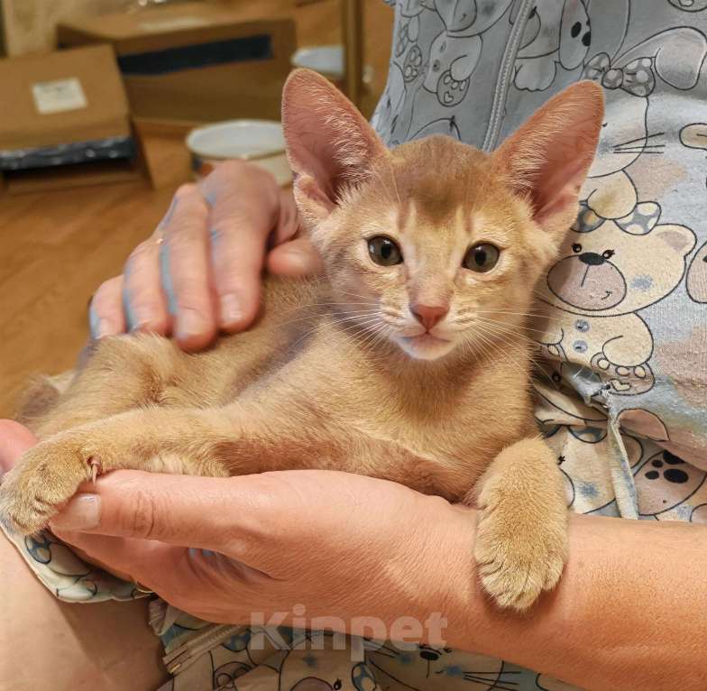 Кошки в Москве: Абиссинские котята  Девочка, 45 000 руб. - фото 5