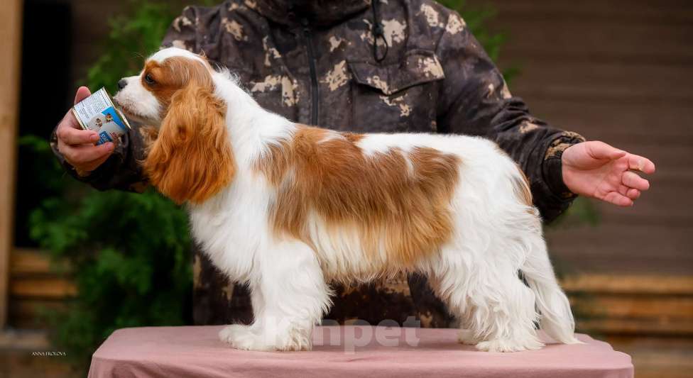 Собаки в Ярославле: Кавалер Кинг Чарльз спаниель,подросток  Мальчик, 120 000 руб. - фото 3