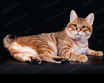Кошки в Саранске: Кот приглашает на вязку, 2 000 руб. - фото 6