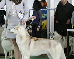 Собаки в Ногинске: Щенки хаски, 3 000 руб. - фото 7