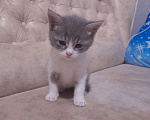 Кошки в Шахунье: Котенок в добрые руки, 1 руб. - фото 2