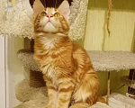 Кошки в Ливны: Котята из международного питомника wcf, 30 000 руб. - фото 5