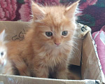 Кошки в Орле: Котята мейн-кун Мальчик, 5 000 руб. - фото 2