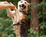 Собаки в Москве: Чудесная собака Мира в добрые руки. Девочка, 1 руб. - фото 9