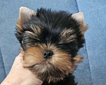 Собаки в Москве: Мальчик йорка Мальчик, 70 000 руб. - фото 3