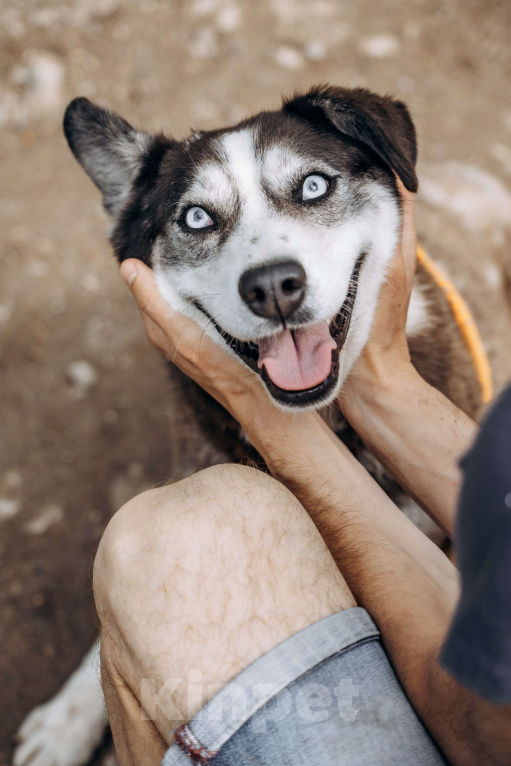 Собаки в Москве: Красотка из приюта в добрые руки Девочка, Бесплатно - фото 7