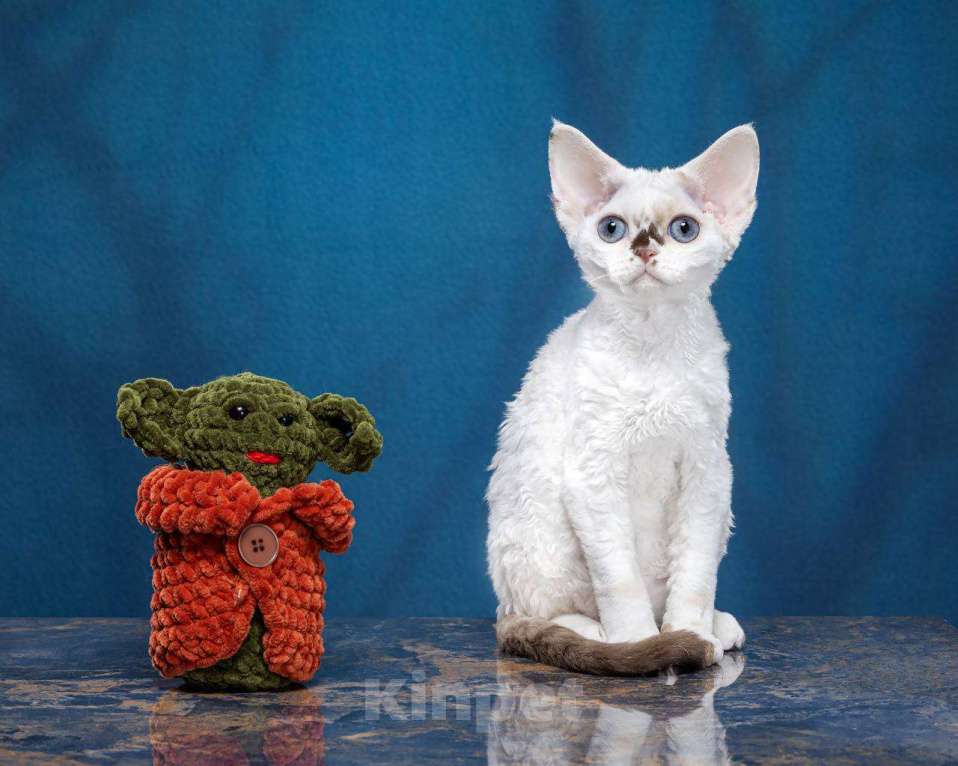 Кошки в Москве: Котенок Девон Рекс Ясмина Девочка, 70 000 руб. - фото 4