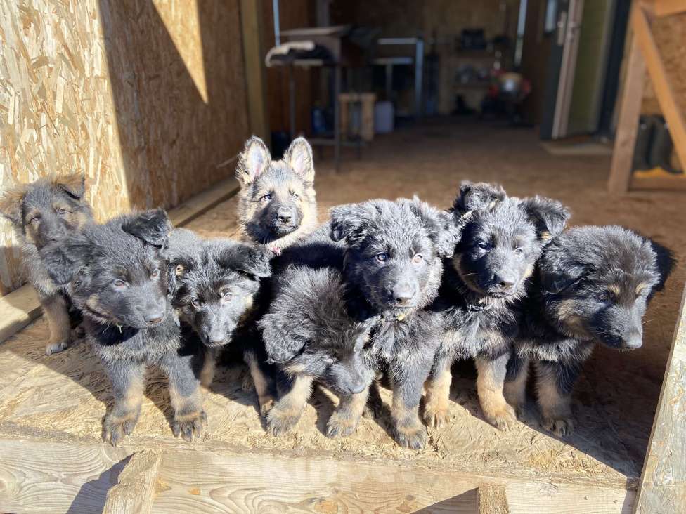 Собаки в Апрелевке: Супер щенки  Мальчик, Бесплатно - фото 4