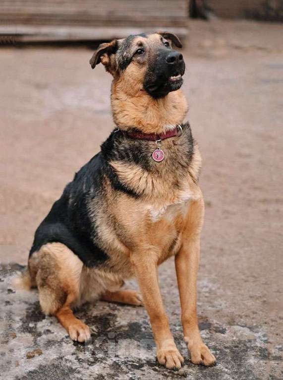 Собаки в Санкт-Петербурге: Кай, молодой домашний пес ищет дом Мальчик, Бесплатно - фото 2