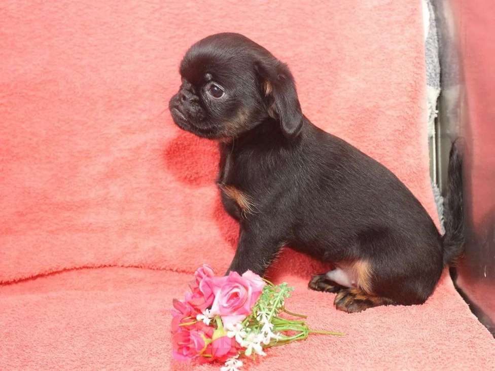 Собаки в Санкт-Петербурге: Шалунишка Мальчик, 80 000 руб. - фото 2