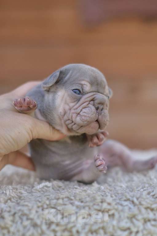 Собаки в Москве: Французский бульдог БигРоп вельвет заэкзоченый мальчик Мальчик, 160 000 руб. - фото 3