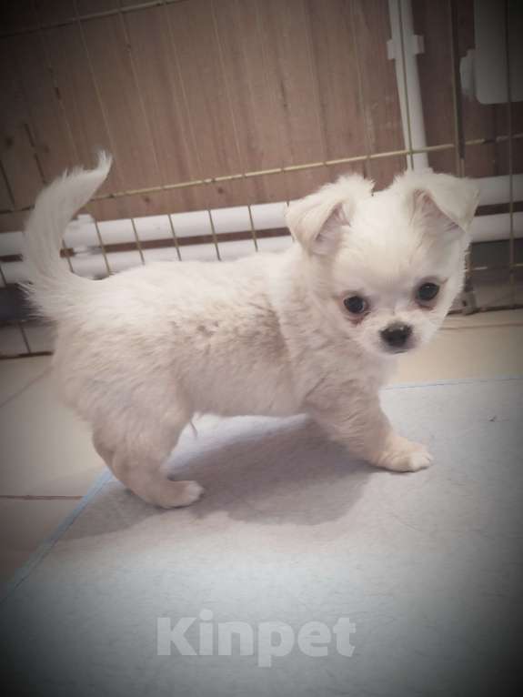 Собаки в других городах Калужской области: Кремовый мальчик чихуахуа Мальчик, 40 000 руб. - фото 4