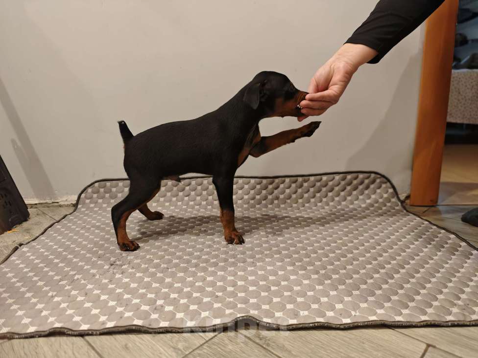 Собаки в Краснодаре: Босс Мальчик, 20 000 руб. - фото 1