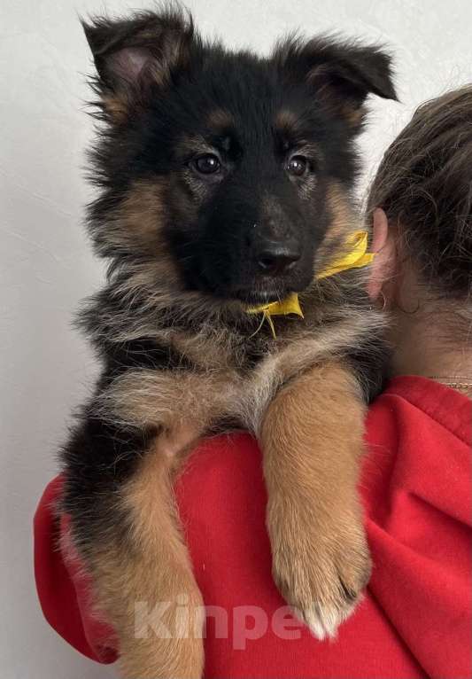 Собаки в Зарайске: Щенок немецкой овчарки д.ш. Девочка, 60 000 руб. - фото 2