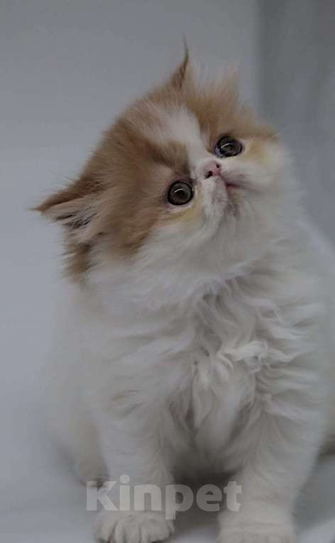 Кошки в Новокузнецке: Экзотические и персидские котята Девочка, Бесплатно - фото 9