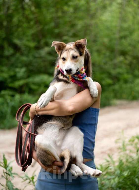 Собаки в Москве: Ума — девочка, которая ждёт именно своего человека Девочка, Бесплатно - фото 3