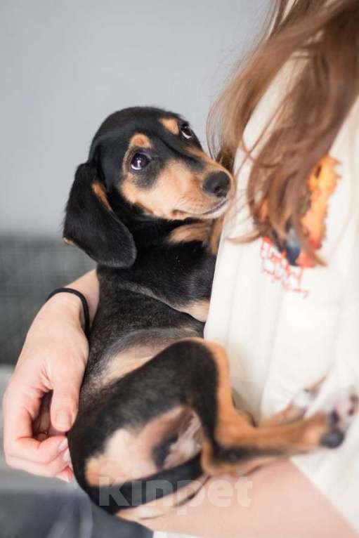 Собаки в Москве: Зиппи ищет своего человека Девочка, Бесплатно - фото 1