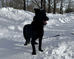 Собаки в Москве: Собака бесплатно в Москве Мальчик, Бесплатно - фото 4