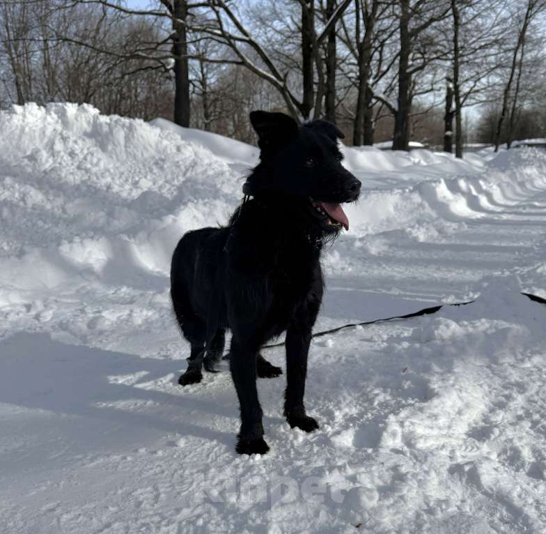 Собаки в Москве: Собака бесплатно в Москве Мальчик, Бесплатно - фото 4