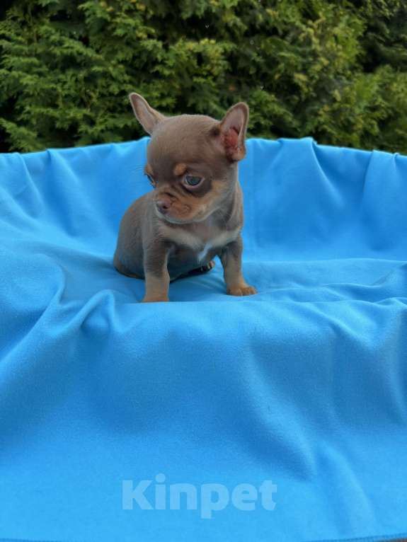 Собаки в Москве: Шоколадные чихуахуа Мальчик, 65 000 руб. - фото 4