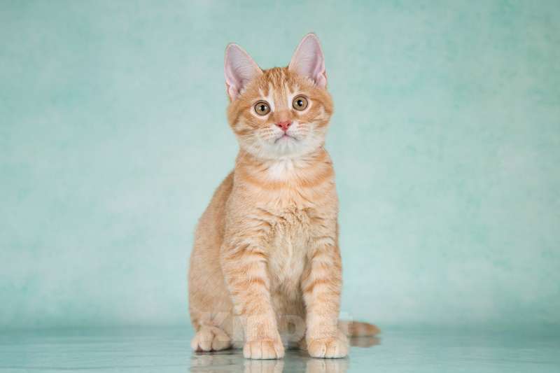 Кошки в Москве: Рыжие ручные котята ищут дом Мальчик, 1 руб. - фото 6