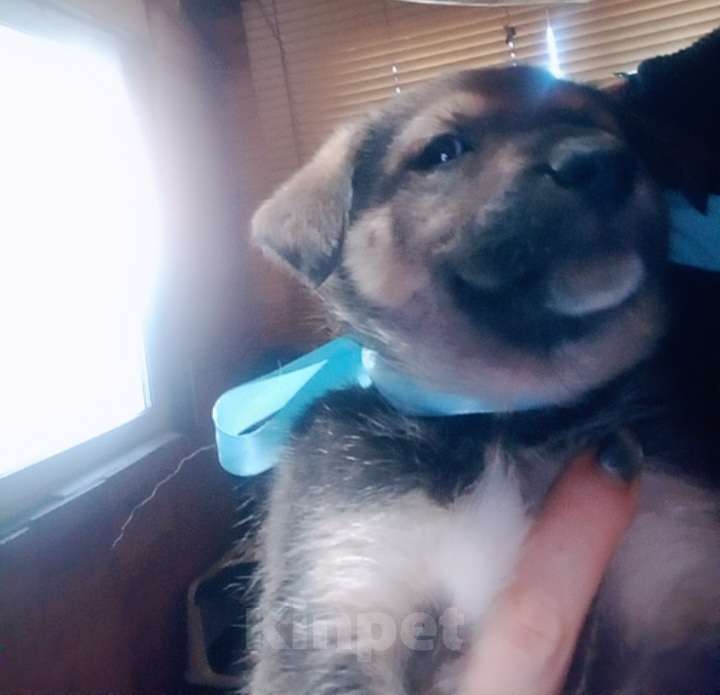 Собаки в Королеве: Щенок Лучик в дар, 2 месяца Мальчик, Бесплатно - фото 4