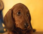Собаки в Мурманске: такса стандартная гладкошерстная Мальчик, 25 000 руб. - фото 2