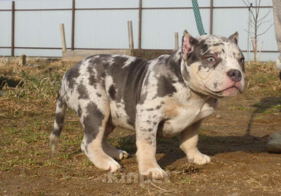 Собаки в Всеволожске: ММ ДЕМАР РОККО Мальчик, Бесплатно - фото 1
