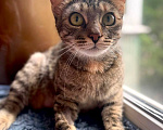 Кошки в Москве: Кошка Симона ищет дом Девочка, Бесплатно - фото 2