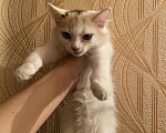 Кошки в Красноярске: Котенок Девочка, Бесплатно - фото 1