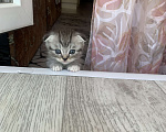 Кошки в Казани: Котята Разнополые, Бесплатно - фото 4