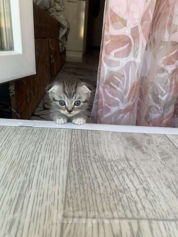 Кошки в Казани: Котята Разнополые, Бесплатно - фото 4