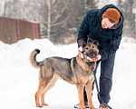 Собаки в других городах Московской области: Чивас ждет чуда Мальчик, Бесплатно - фото 10