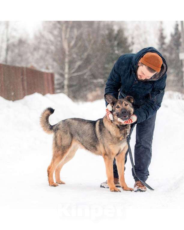 Собаки в других городах Московской области: Чивас ждет чуда Мальчик, Бесплатно - фото 10